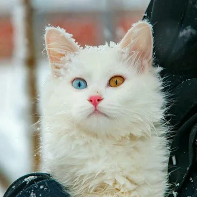 турецкий ван кот белый и черный Стоковое Фото - изображение насчитывающей  заплаты, версия: 218414890
