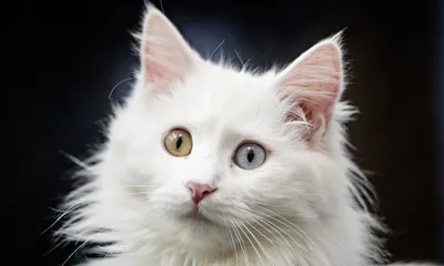 Порода кошек. Турецкий Ван.(Турецкая ванская кошка).Необычайно красивая  кошка. - YouTube
