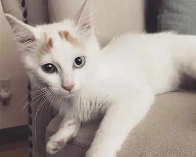 Самую красивую кошку водоплавающей породы выбрали в Турции