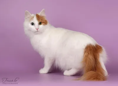 Турецкий ван - одна из древнейших пород кошек. Отличается крепким здоровьем  унаследованным от предков. У них прекрасный аппетит, хороший иммунитет и  выносливость.