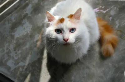 Красивая кошка с разными глазами - турецкий ван, который любит воду | КОТ  ГОВОРИТ | Дзен