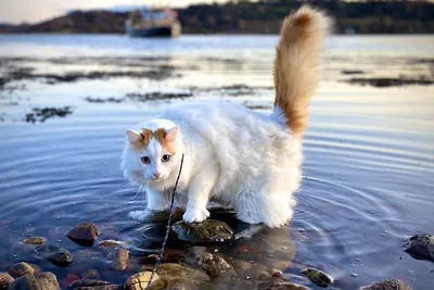 Ванская кошка - Как распознать настоящую Ванскую кошку?