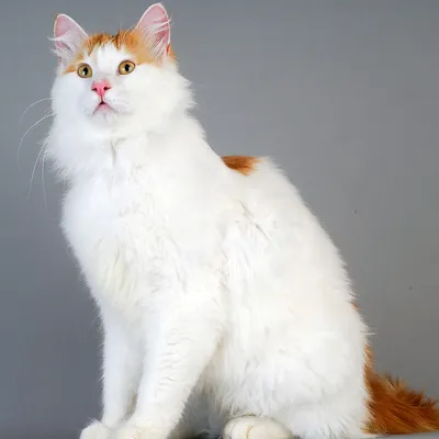 Презентация породы кошек турецкая ангора - YouTube