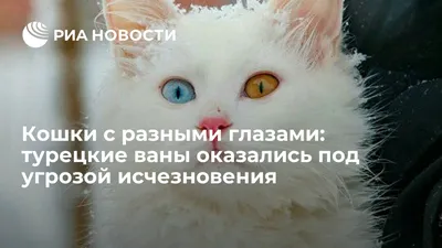 Пушистый белый Oddeyed турецкий ван кот Стоковое Изображение - изображение  насчитывающей камера, день: 196457785