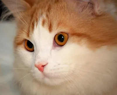 Турецкий ван - описание породы кошек: характер, особенности поведения,  размер, отзывы и фото - Питомцы Mail.ru