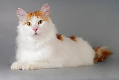 Турецкий ван. Описание породы, характер, фото, котята турецкого вана.