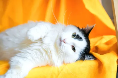 Порода кошек турецкий ван (ванская): фото, плюсы и минусы, описание  характера, здоровья и болезней, цены на котят | Pro-Animal.ru