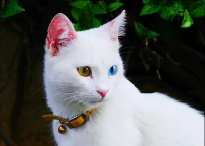 Кошка турецкий ван: 🐈 описание породы, фото, характер, уход.