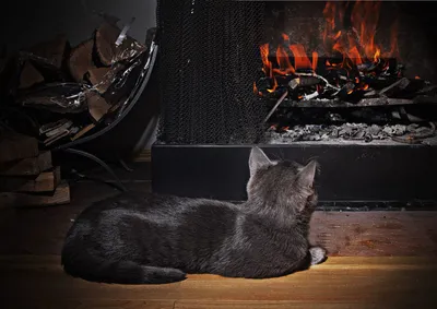 Обои на рабочий стол Серый кот греется у горящего камина, лежат дрова, обои  для рабочего стола, скачать обои, обои бесплатно