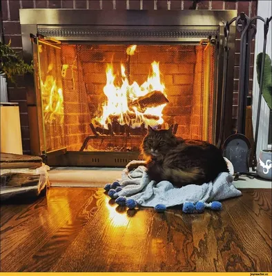 Кот с собакой у камина стоковое фото. изображение насчитывающей кот -  156771024