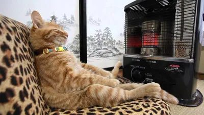 Пазл Рыжий кот Artpuzzle.500 элементов. Котята у камина купить по цене 573  ₽ в интернет-магазине Детский мир