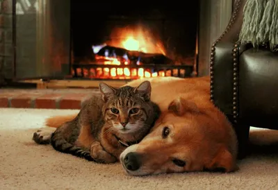 Биокамин - Дом - \"Мурлыкающий кот и горящий камин делают зиму приятной\".  Шотландская пословица. www.biokamin-dom.com | Facebook
