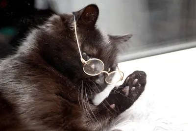 Кот учёный фотография Stock | Adobe Stock