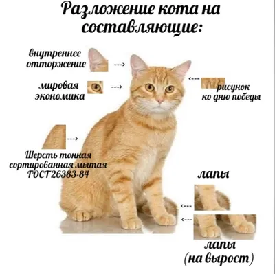 очки :: кот ученый :: жилетка :: котэ (прикольные картинки с кошками) /  смешные картинки и другие приколы: комиксы, гиф анимация, видео, лучший  интеллектуальный юмор.