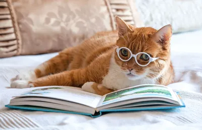 Аватарка кот ученый. | Кот, Животные, Иллюстрации арт