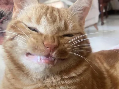 15 самых улыбчивых котов | Прикол.ру - приколы, картинки, фотки и розыгрыши!
