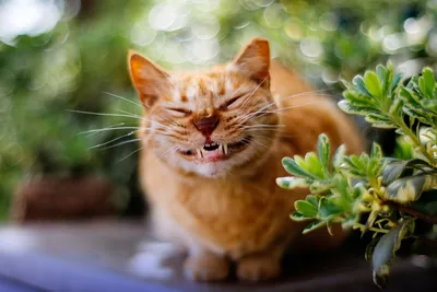 Кот улыбается довольный на заднем …» — создано в Шедевруме
