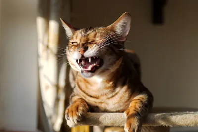 Полосатый кот улыбается, добродушный кот - Memepedia