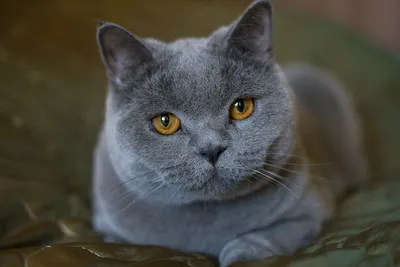 Милый рыжый кот улыбается в камеру…» — создано в Шедевруме