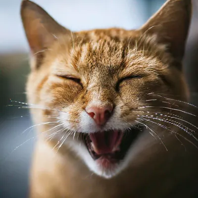 vishkideevskii - Когда кот улыбается во сне- это к... | Facebook