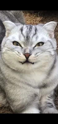 Кот смеется. Портрет улыбающегося кота. Снято крупно. Кот улыбается, видно  клыки. Кот шипит. Кот скалится Stock Photo | Adobe Stock
