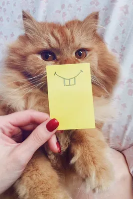 Заготовка Кот улыбается подставка zag-coster-cat-2 купить в  интернет-магазине krapivasu