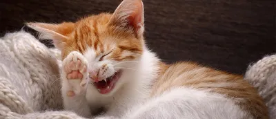 Симпатичный мультяшный кот с бантиком улыбается PNG , мультфильм,  прекрасный, Китти PNG картинки и пнг PSD рисунок для бесплатной загрузки