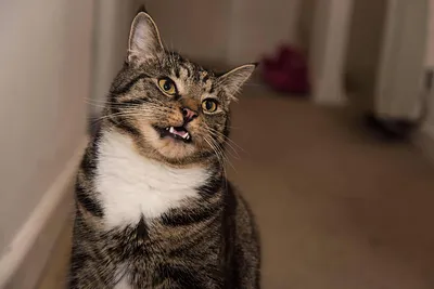 Британский кот улыбается,язычок,…» — создано в Шедевруме