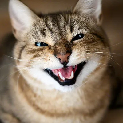 Тайская кошка улыбается смахивает шляпу на желтом изолированном фоне для  животных стоковое фото ©oatstocker 293599386