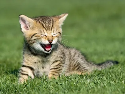 Фотография кошка Шатенка улыбается молодые женщины Взгляд Животные