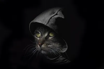 Кот в очках и капюшоне хакерская концепция генеративный ии | Премиум Фото