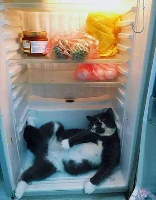 кот в холодильнике Stock Photo | Adobe Stock