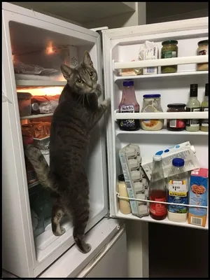 Кот в холодильнике крадя продукты и мясо Стоковое Изображение - изображение  насчитывающей отечественно, средств: 85029595