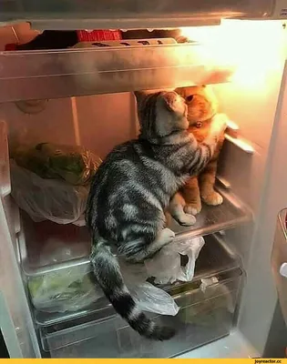 Кот в холодильнике 🤯 #shorts - YouTube