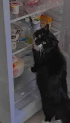 Охраняют холодильник, чтобы мышь не повесилась | Пикабу
