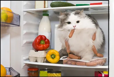 Мой кот обожает прятаться в холодильнике. Что делать? | Wday.ru | Дзен