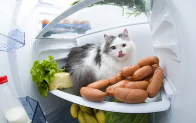 Наклейка \"Кот в холодильнике\"