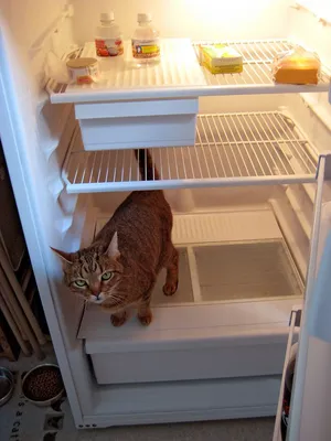 Кот в холодильнике – купить в интернет-магазине HobbyPortal.ru с доставкой
