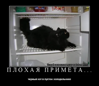 Кот нашел ловкий способ открывать холодильник и поразил интернет