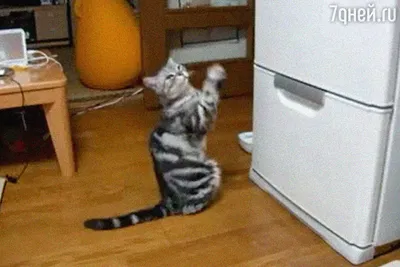 Толстый кот сидит в холодильнике» — создано в Шедевруме