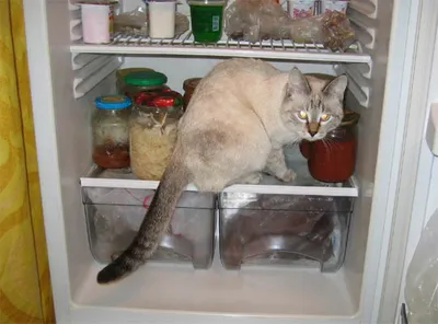 Картинки Холодильник коты Сосиска смешной 3840x2400