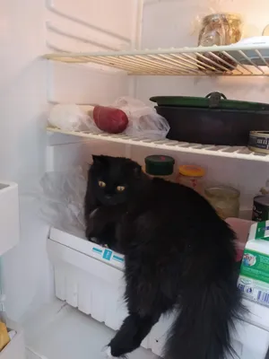 Любящий сидеть на холодильнике Сеня в конкурсе «Самый красивый кот»