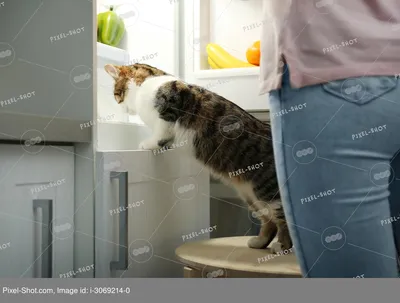 Котоматрица: Плохая примета... черный кот в пустом холодильнике