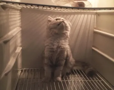 Культ еды: кошка просит открыть холодильник - 7Дней.ру