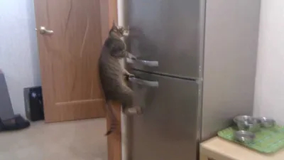 Фото Кошка сидит напротив открытого холодильника, by ryky