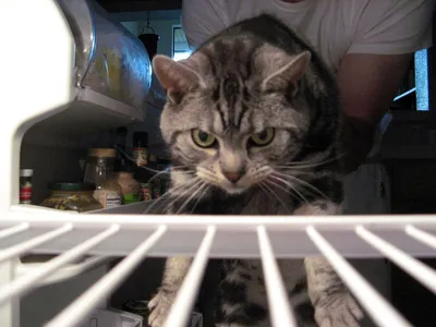 Фото Животные коты Холодильник Сосиска Взгляд смешная 640x960