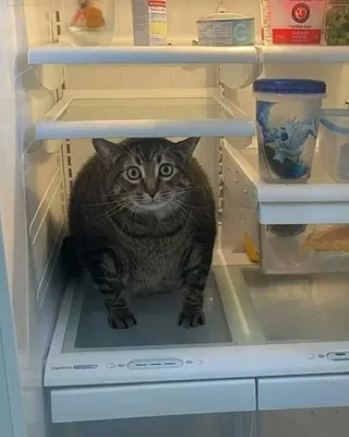 Кот, который не смог достать колбасу из холодильника» — создано в Шедевруме