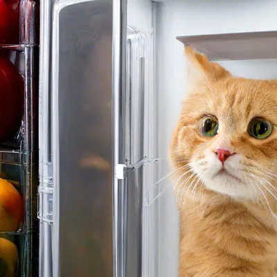 холодильник :: котэ (прикольные картинки с кошками) / смешные картинки и  другие приколы: комиксы, гиф анимация, видео, лучший интеллектуальный юмор.