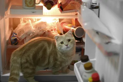Проверь, нет ли кошачьей лапы, прежде чем закрывать холодильник!