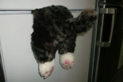 Кот поразил хозяйку новой странной привычкой — прятками в холодильнике